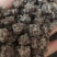 水洗三遍猫爪草足两斤家种有货中统草净货，大货