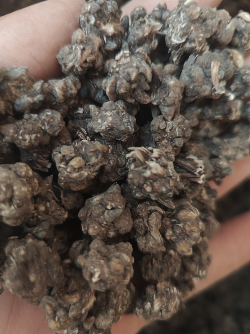 水洗三遍猫爪草足两斤家种有货中统草净货，大货