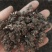 水洗三遍猫爪草足两斤家种有货中统草净货，大货