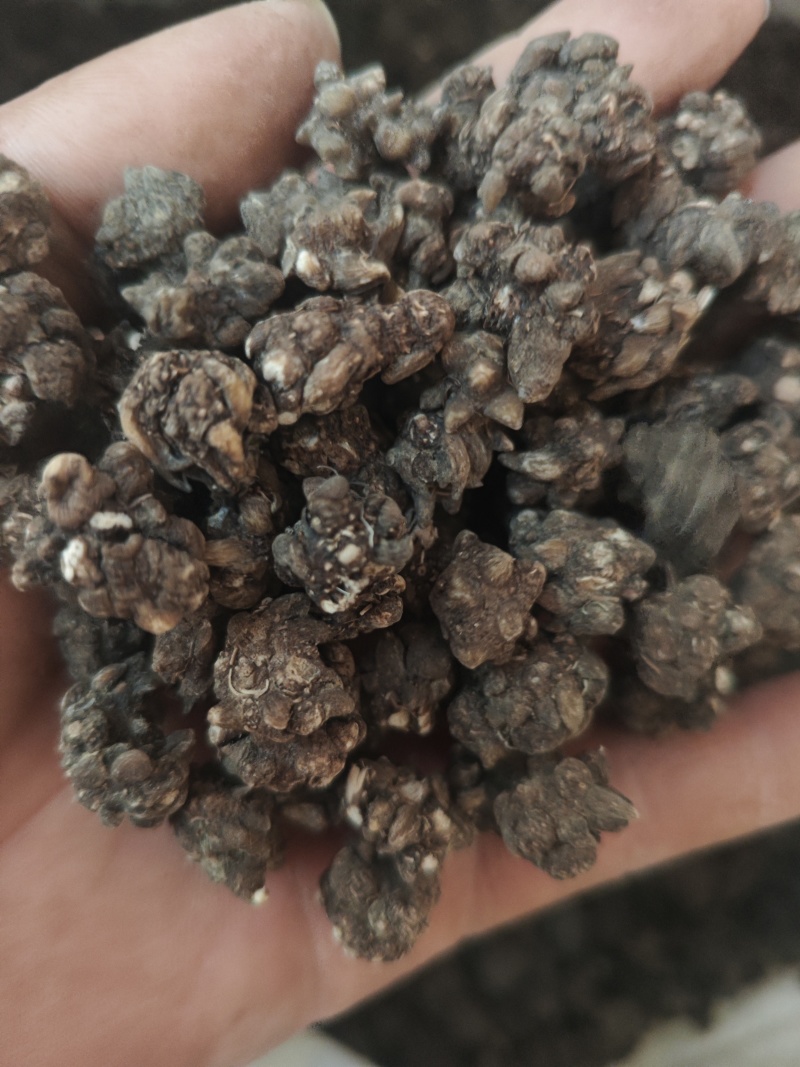 水洗三遍猫爪草足两斤家种有货中统草净货，大货