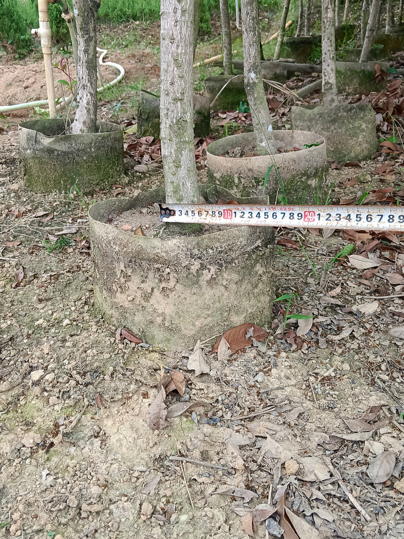 桂花/四季桂/广东揭阳基地直销