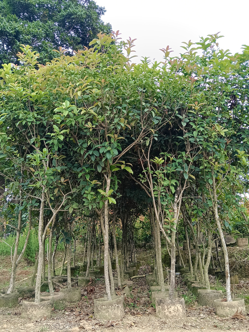 桂花/四季桂/广东揭阳基地直销