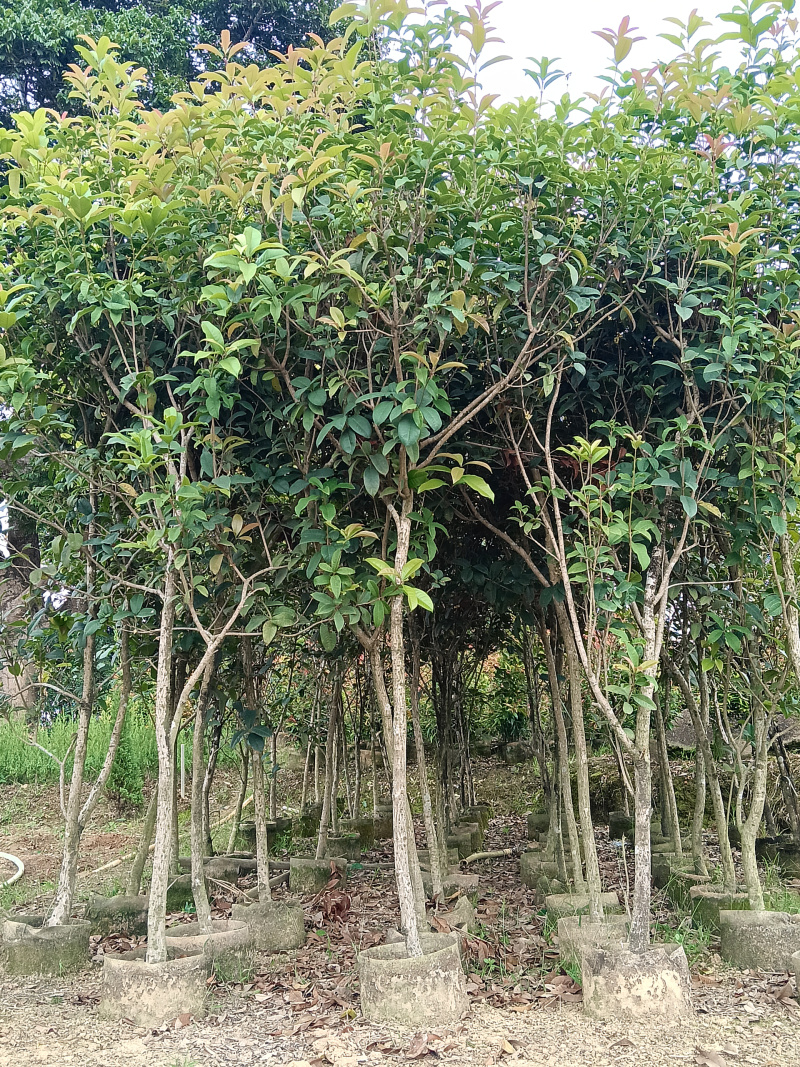 桂花/四季桂/广东揭阳基地直销