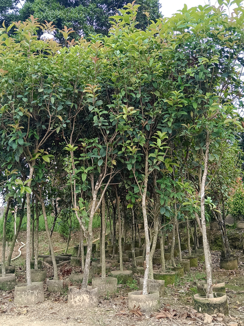 桂花/四季桂/广东揭阳基地直销