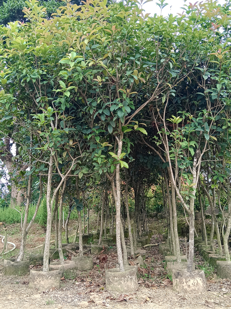 桂花/四季桂/广东揭阳基地直销