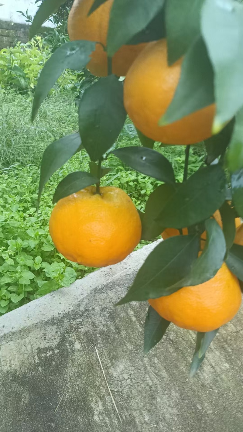 耙耙柑上市了。欢迎各位老板采购，