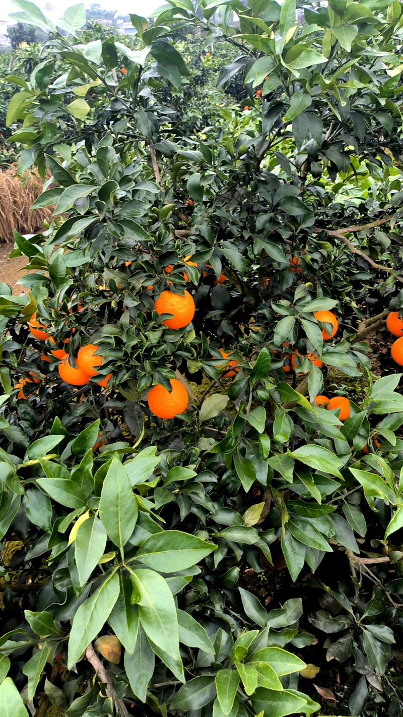 爱媛橙