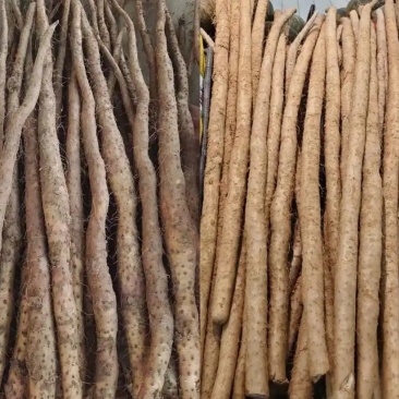 山药价格低量大来
