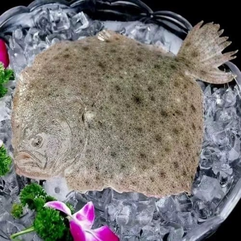 冰解多宝鱼