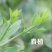 精品融安金桔脆蜜金柑5号果包邮