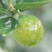 精品融安金桔脆蜜金柑5号果包邮