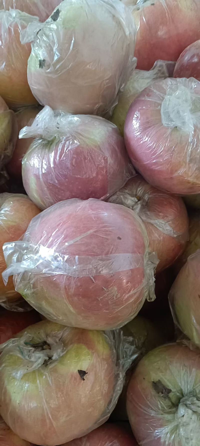 冠县红富士苹果海量货源有想法的老板联系