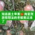 冠县红富士苹果海量货源有想法的老板联系