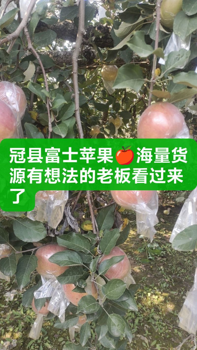 冠县红富士苹果海量货源有想法的老板联系