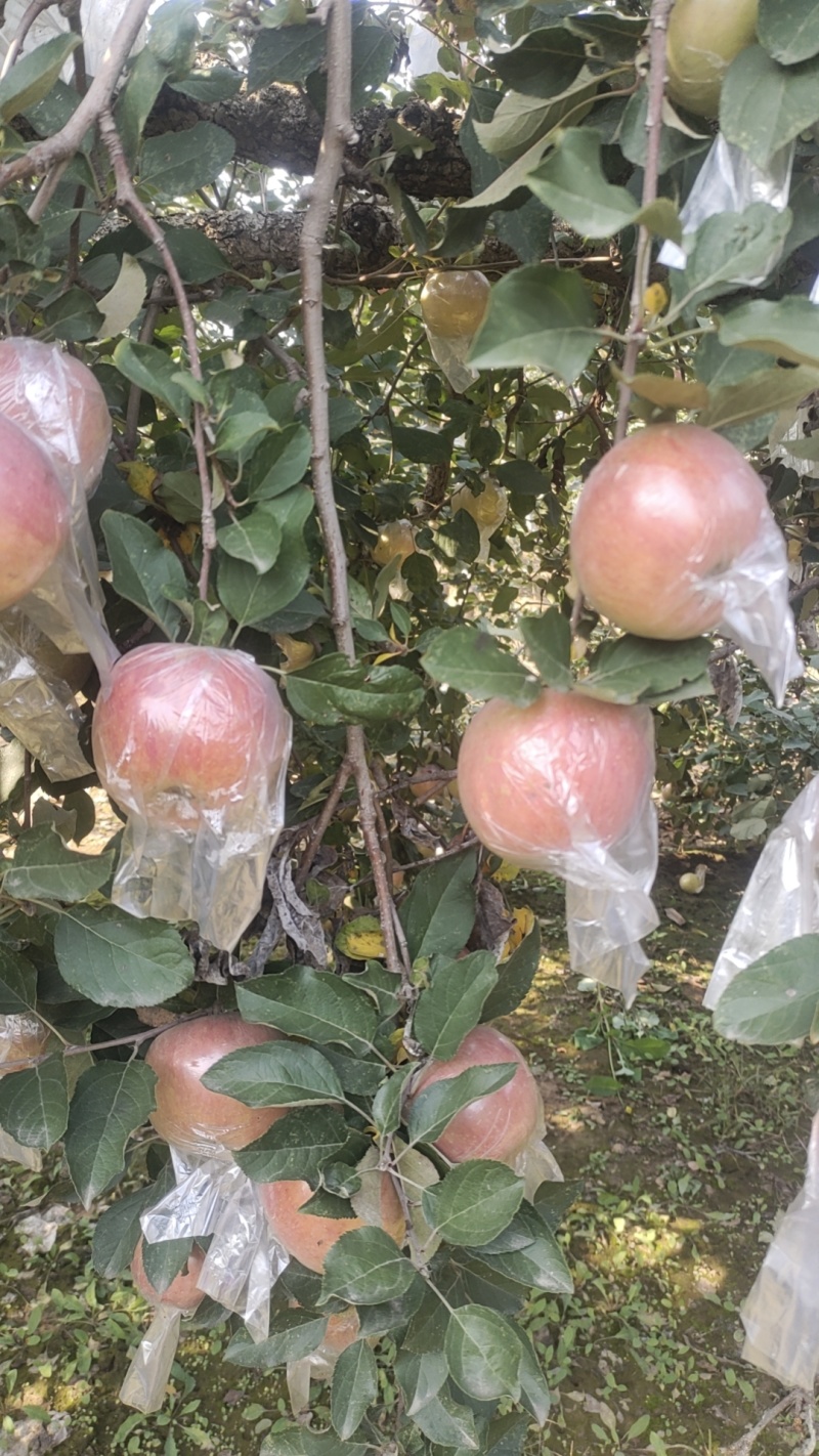 冠县红富士苹果海量货源有想法的老板联系