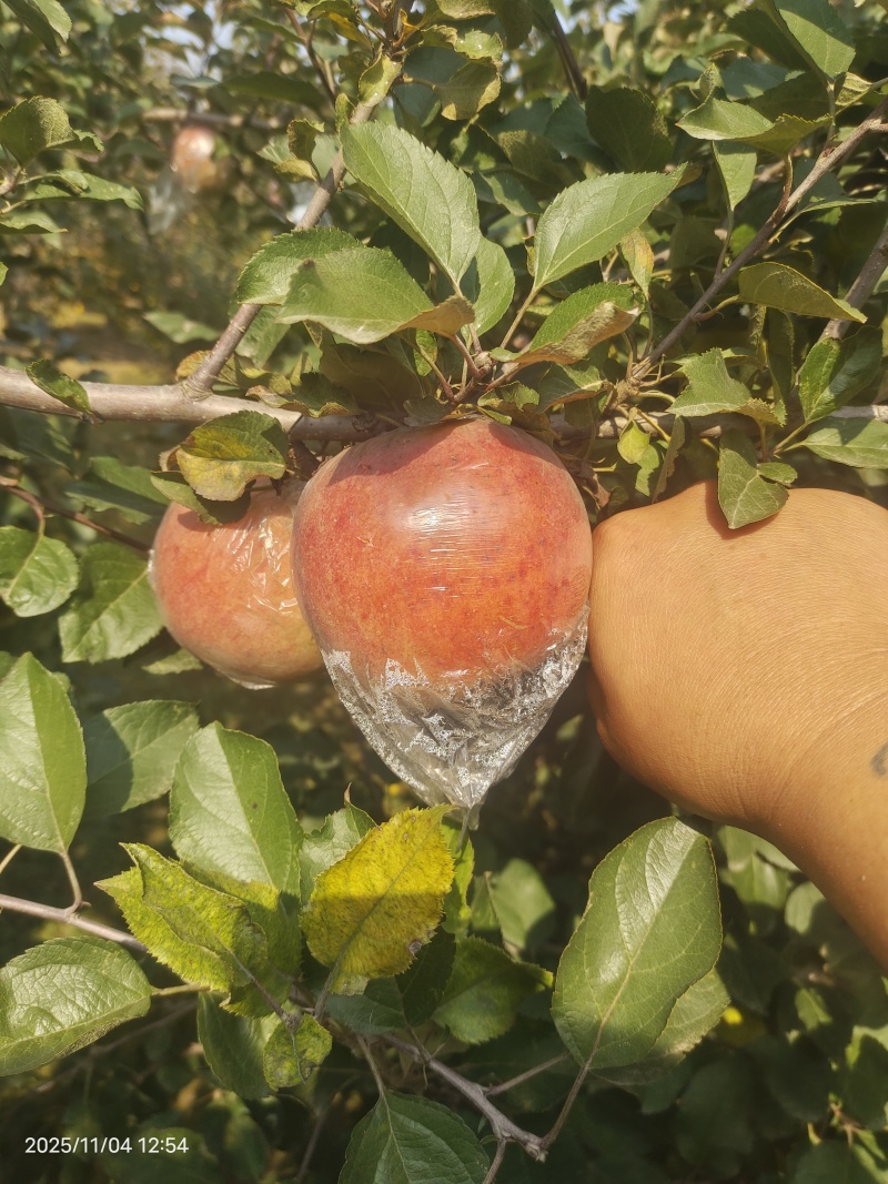 冠县红富士苹果海量货源有想法的老板联系