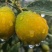 融安脆蜜金桔4号果