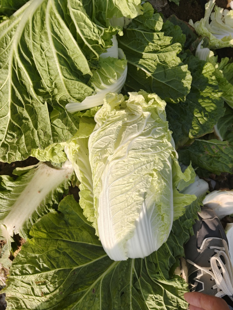 精品玲珑黄白菜无虫眼河北邢台