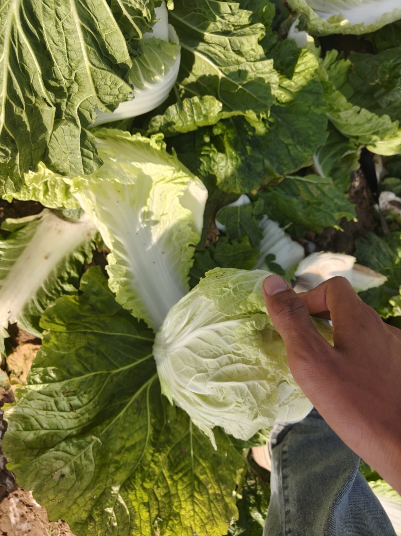 精品玲珑黄白菜无虫眼河北邢台