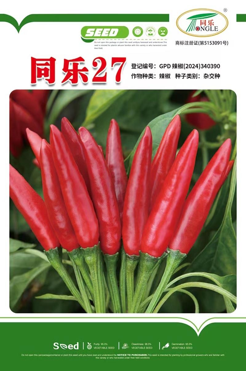 同乐27簇生朝天椒大果高辣干鲜两用卖相好
