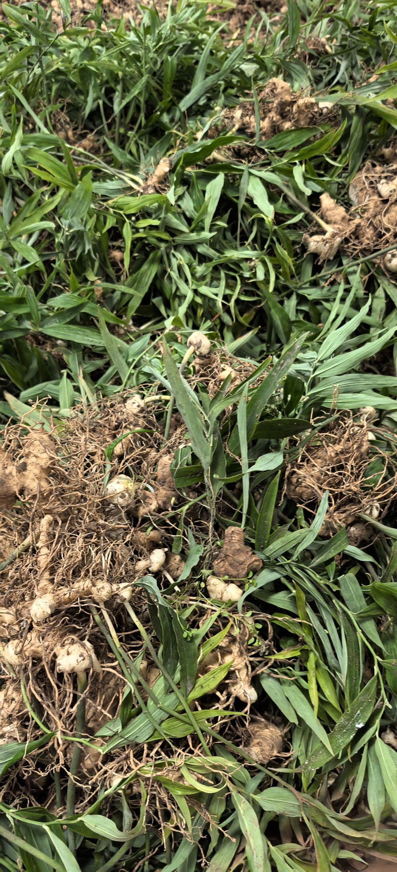 姜形多花甜黄精种植基地，黄精两年苗，自产自销，欢迎定购，