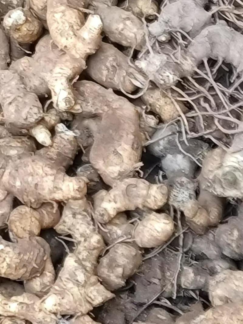 姜形多花甜黄精种植基地，黄精两年苗，自产自销，欢迎定购，