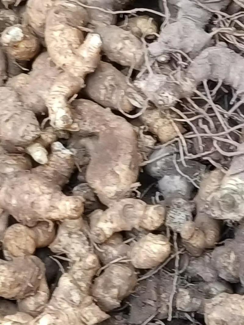 姜形多花甜黄精种植基地，黄精两年苗，自产自销，欢迎定购，