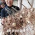 姜形多花甜黄精种植基地，黄精两年苗，自产自销，欢迎定购，