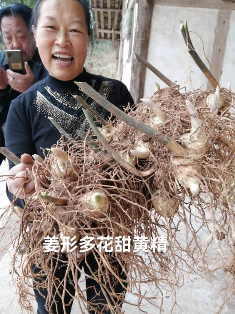 姜形多花甜黄精种植基地，黄精两年苗，自产自销，欢迎定购，