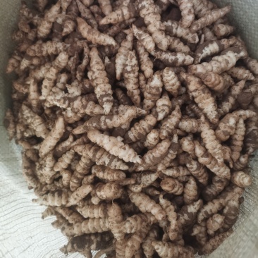 庆阳精品螺丝菜种子，电商优选全国发货