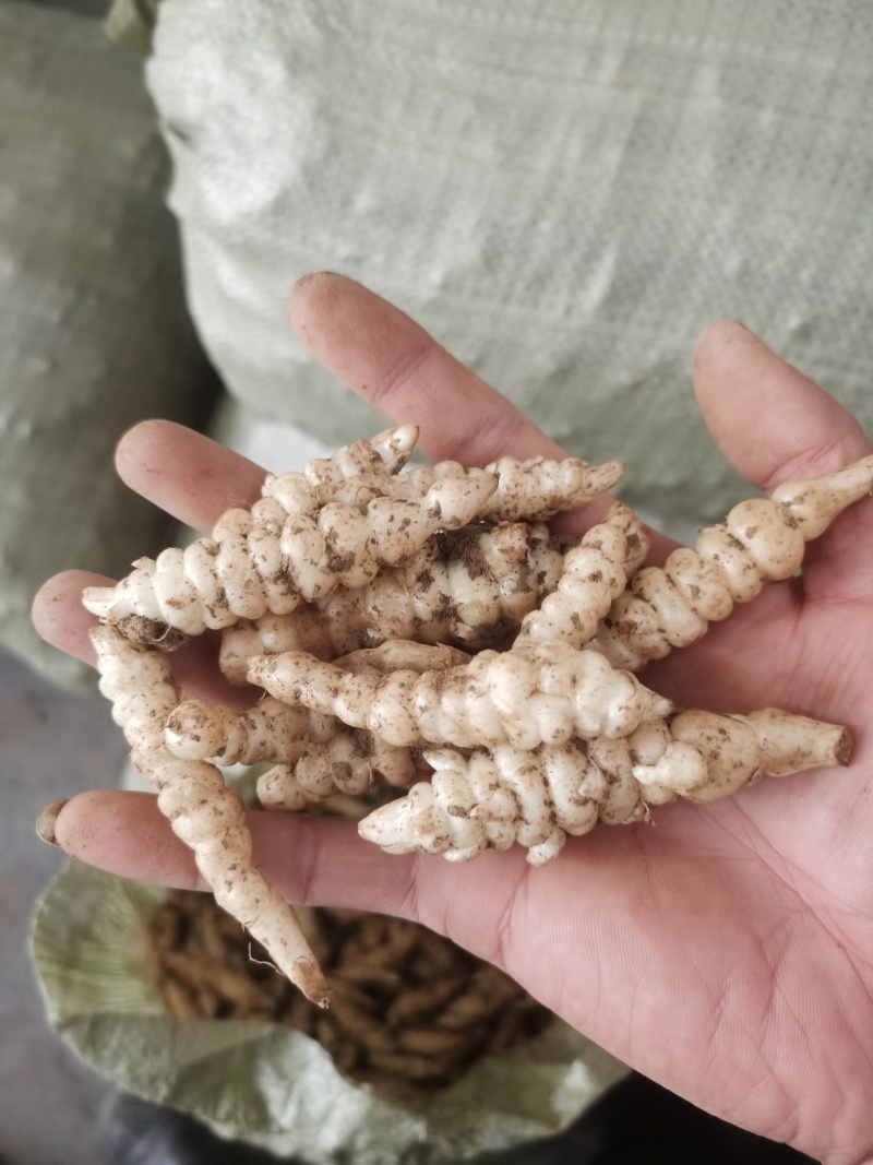 甘肃优质螺丝菜种子，人工采收全国发货电商优选