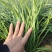 精品小韭菜