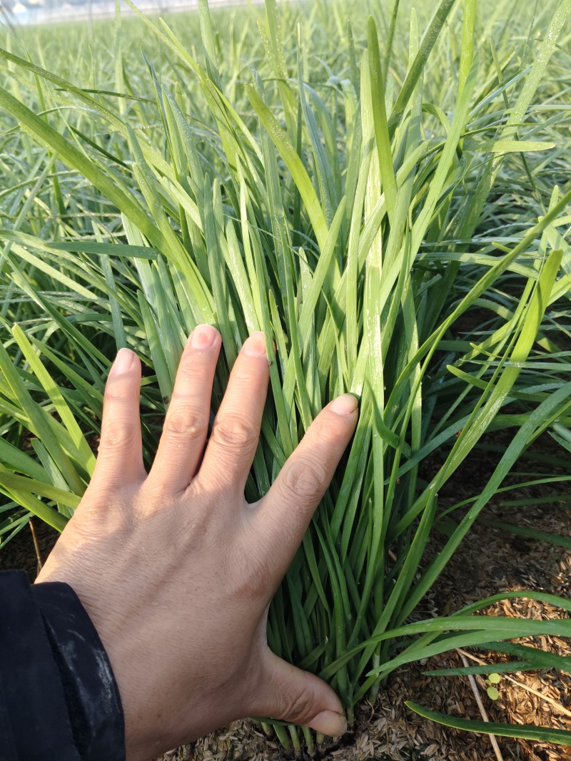 精品小韭菜