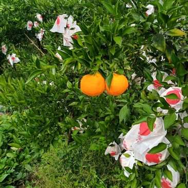 自家种植春见3万斤，果型匀称（75~105），欢迎咨询