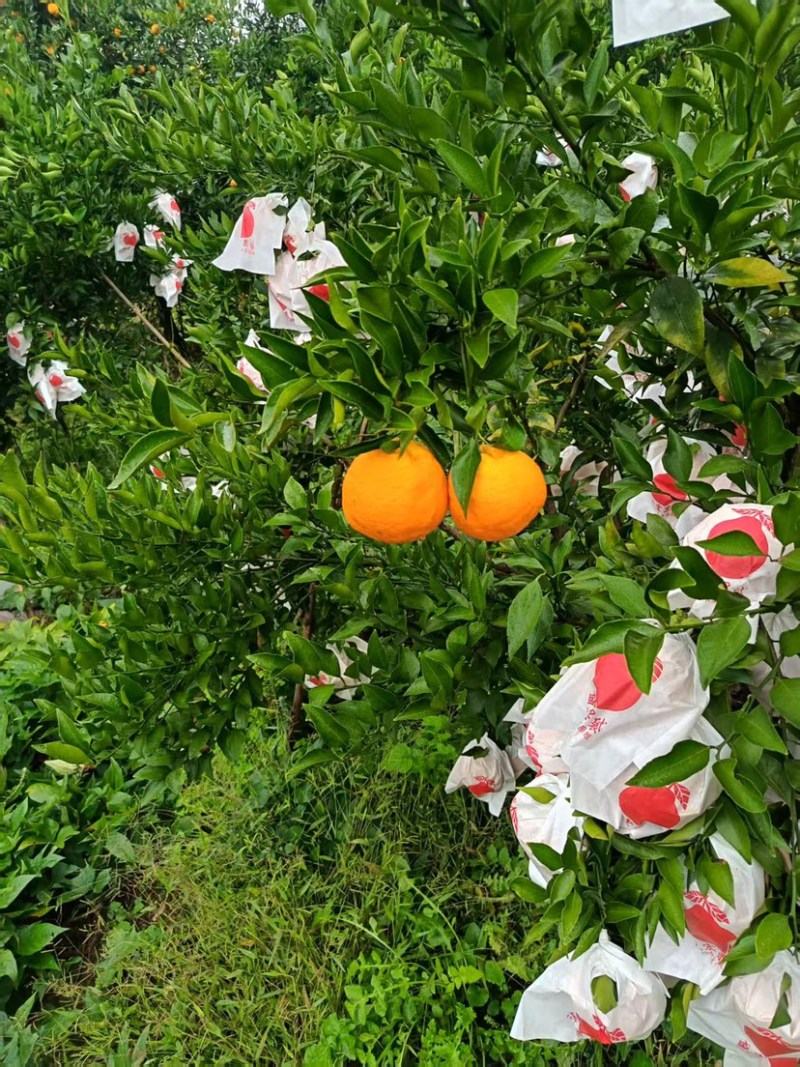 自家种植春见3万斤，果型匀称（75~105），欢迎咨询