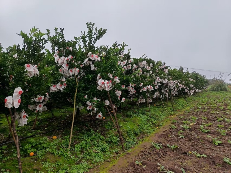 自家种植春见3万斤，果型匀称（75~105），欢迎咨询