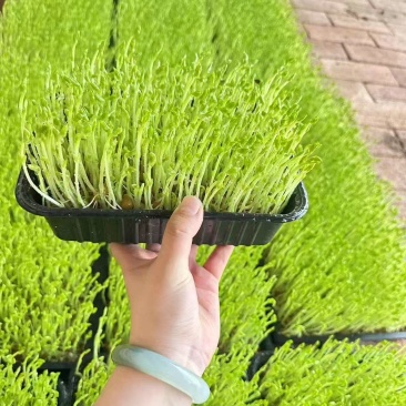 豌豆苗活体豌豆苗农场直发量大从优大量供应