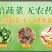 豌豆苗活体豌豆苗农场直发量大从优大量供应