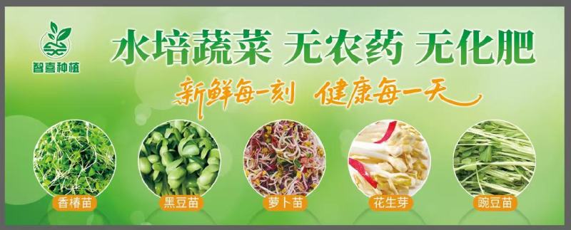 豌豆苗活体豌豆苗农场直发量大从优大量供应