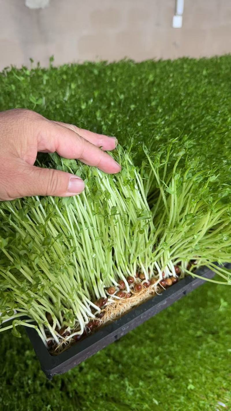 豌豆苗活体豌豆苗农场直发量大从优大量供应