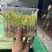 豌豆苗活体豌豆苗农场直发量大从优大量供应