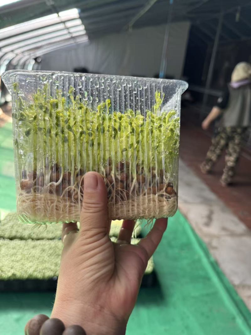 豌豆苗活体豌豆苗农场直发量大从优大量供应