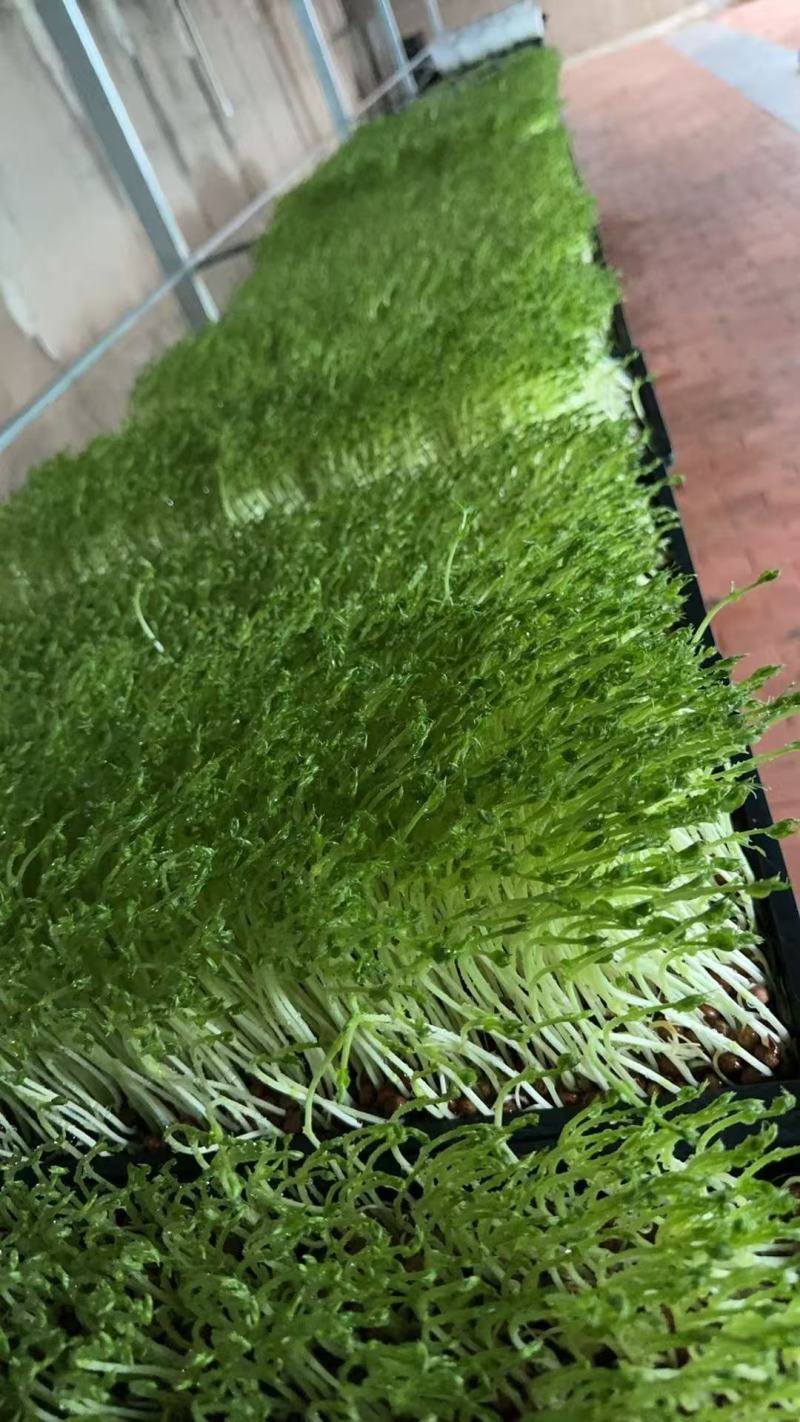 豌豆苗活体豌豆苗农场直发量大从优大量供应
