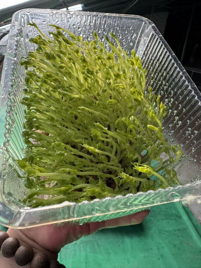 豌豆苗活体豌豆苗农场直发量大从优大量供应