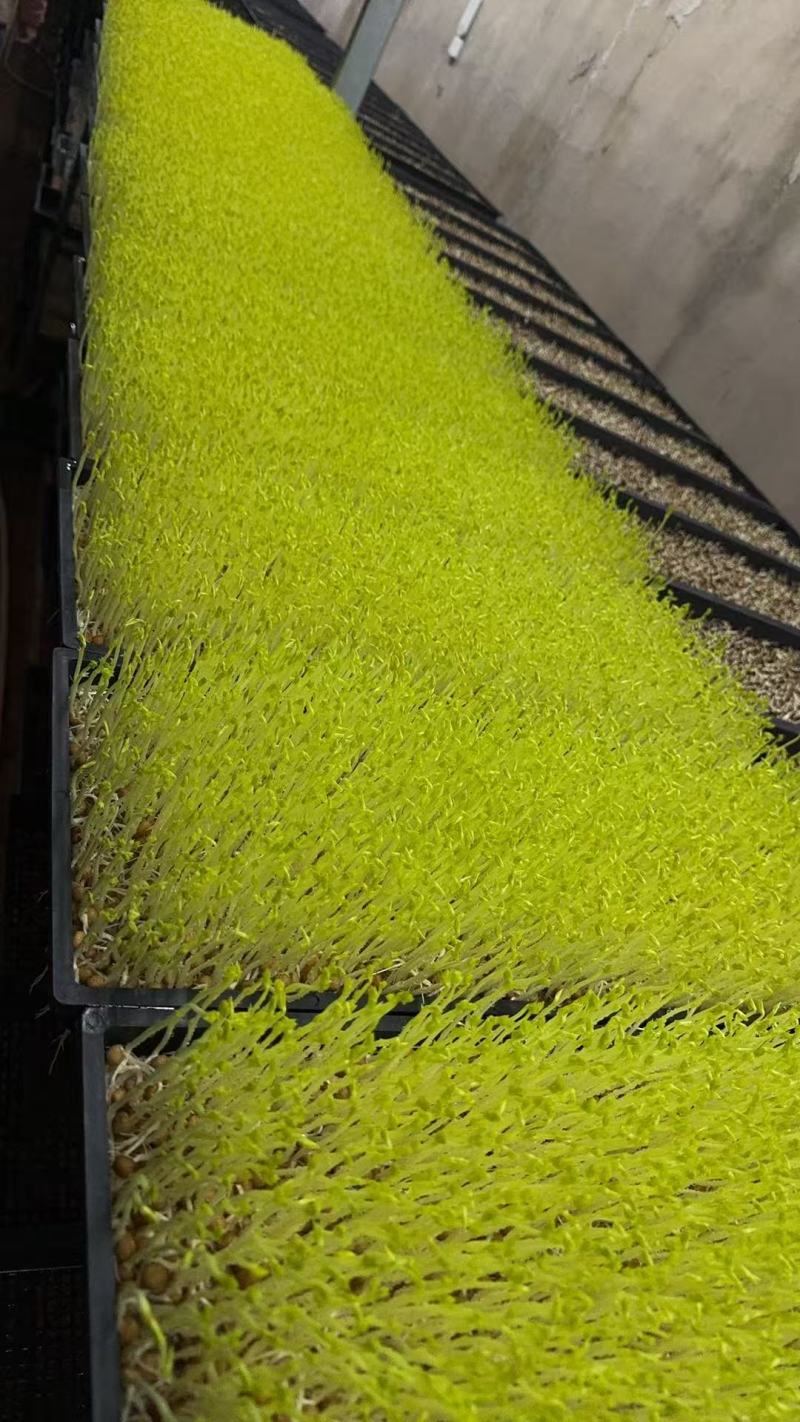 豌豆苗活体豌豆苗农场直发量大从优大量供应
