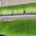 豌豆苗活体豌豆苗农场直发量大从优大量供应