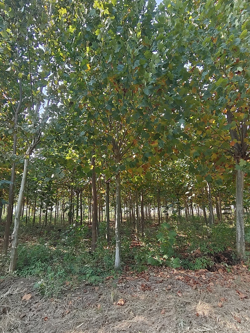 速生法桐法国梧桐悬铃木优质货源全网出售