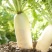 腌制的白萝卜