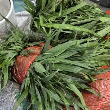 白芨苗种植基地，白芨两年苗，自产自销，决对一手货源，