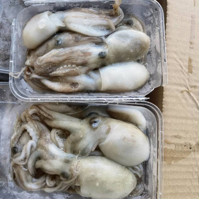 北部湾新鲜船冻八爪鱼，***，口感自然鲜香。